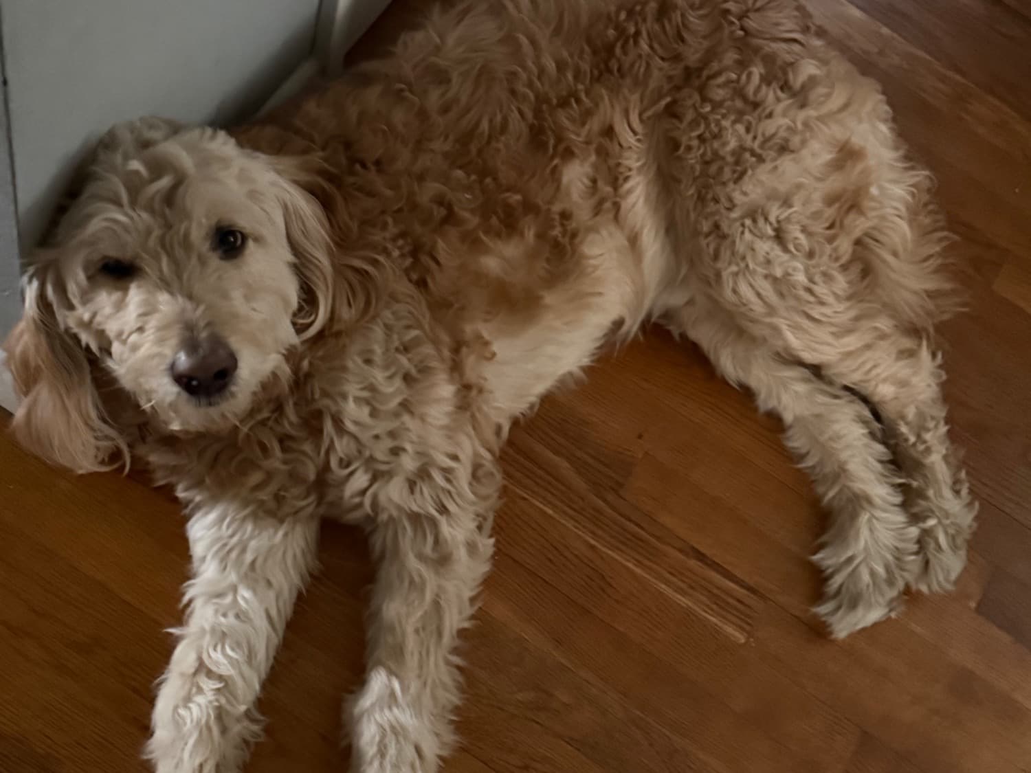 Goldendoodle 5 years old male large named hux for breeding in Pawtucket, Rhode Island | Petmeetly