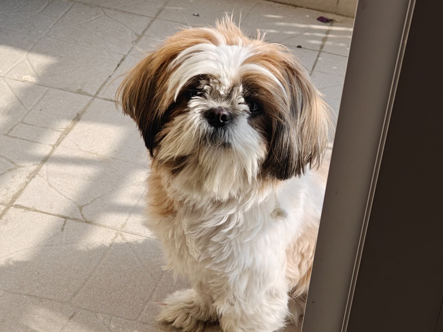 Shih Tzu 3 years 10 months old female small named Mishri for breeding in Gurugram, Haryana | Petmeetly