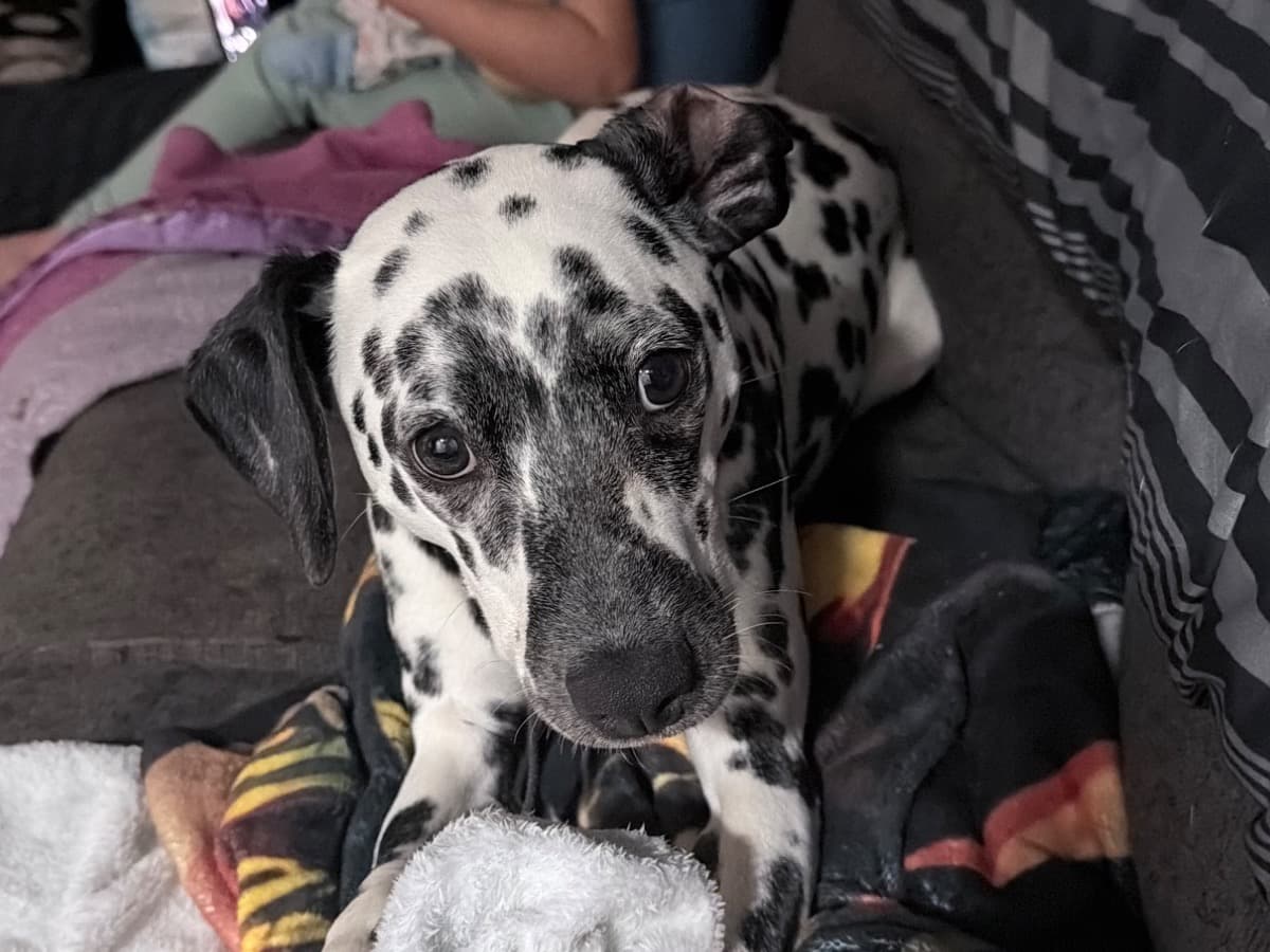 Dalmatian 1 year old female medium named ember for breeding in Claymont, Delaware | Petmeetly