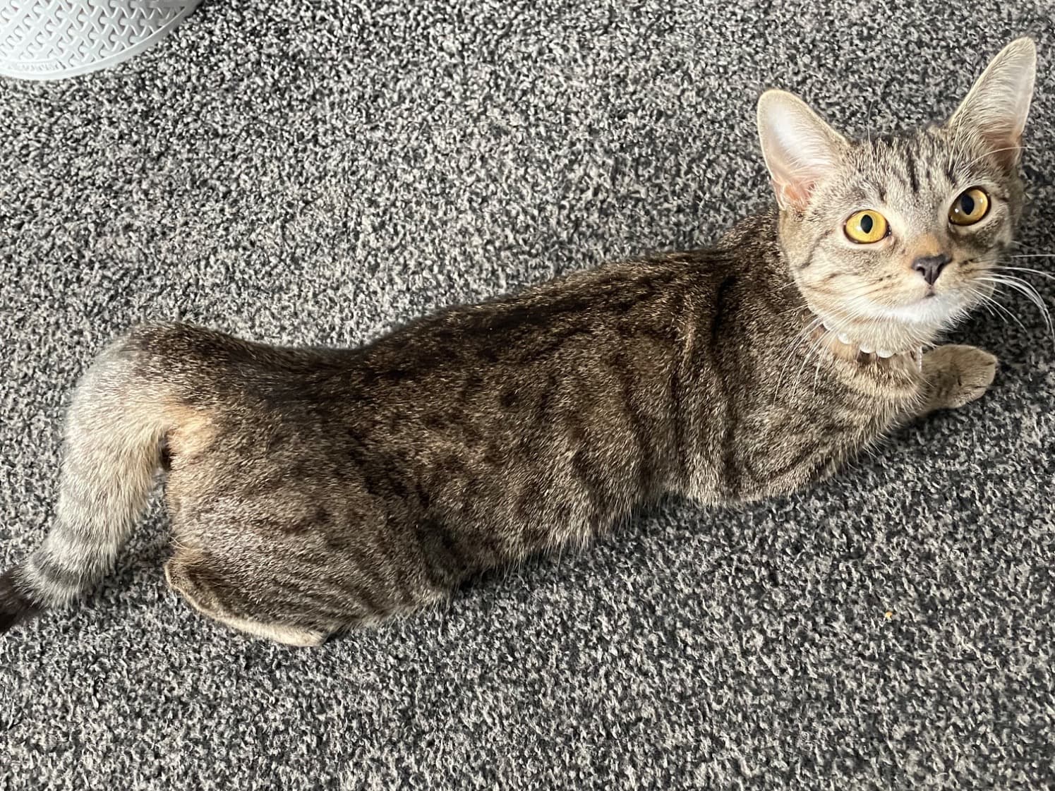 Tabby 1 year old female named narla for breeding in Stoke-on-Trent, England | Petmeetly