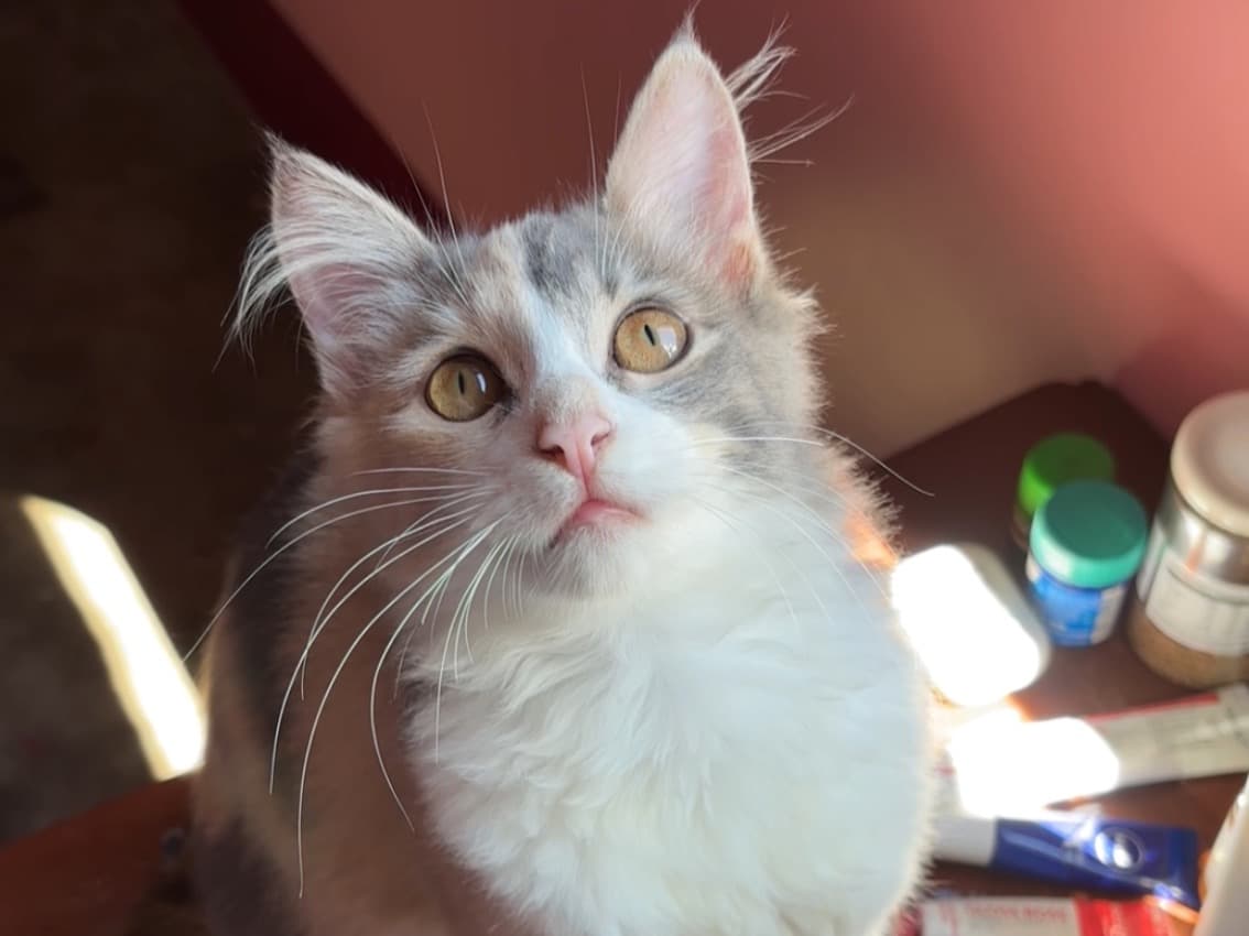 Persian 1 year old female named Noona for breeding in Darjeeling, West Bengal | Petmeetly