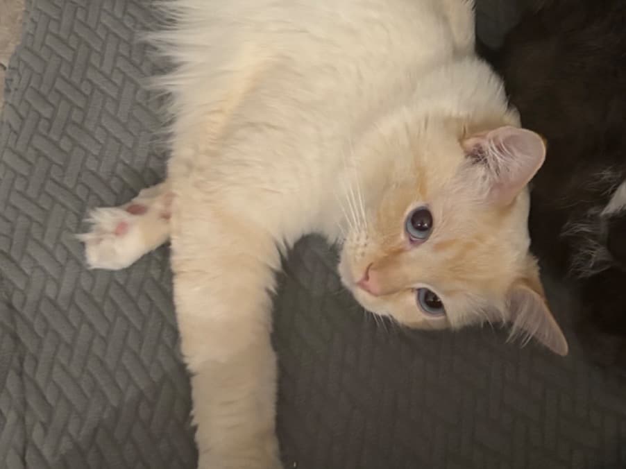 Ragdoll 2 years old female named cookie for breeding in York, England | Petmeetly