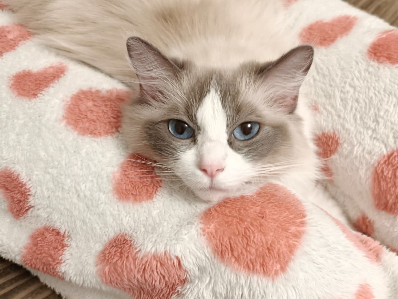 Ragdoll 4 years 11 months old female named Snowzy for breeding in Skelmersdale, England | Petmeetly
