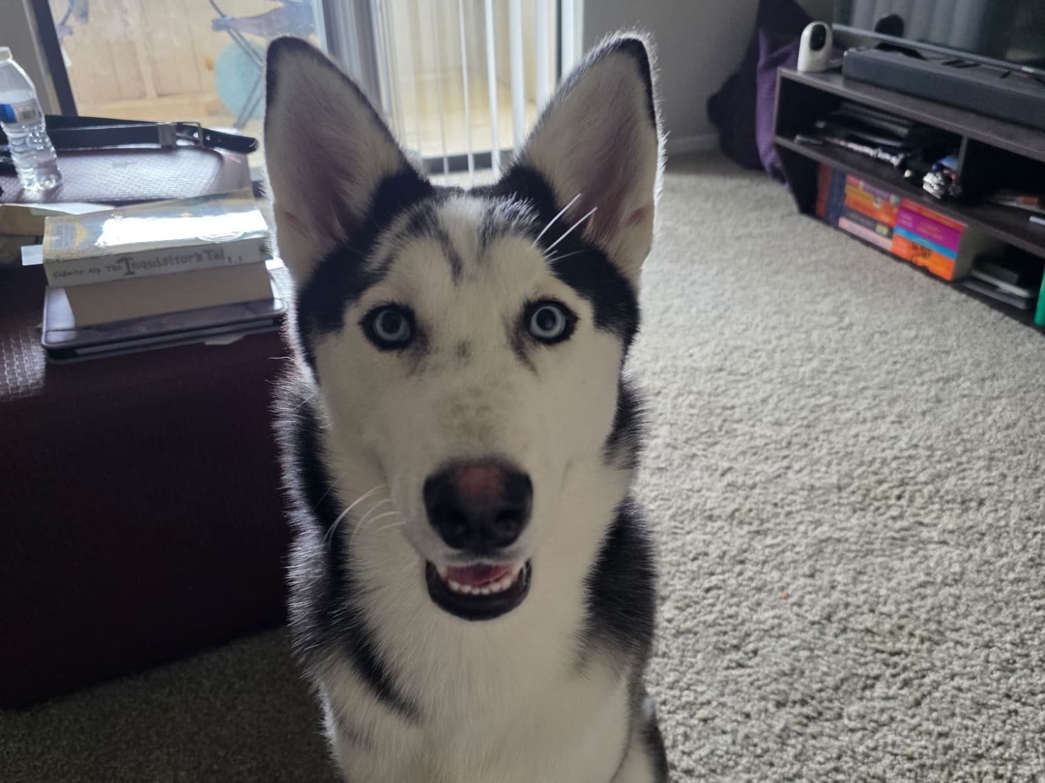 Siberian Husky 1 year 6 months old male medium named Loki for breeding in Irving, Texas | Petmeetly
