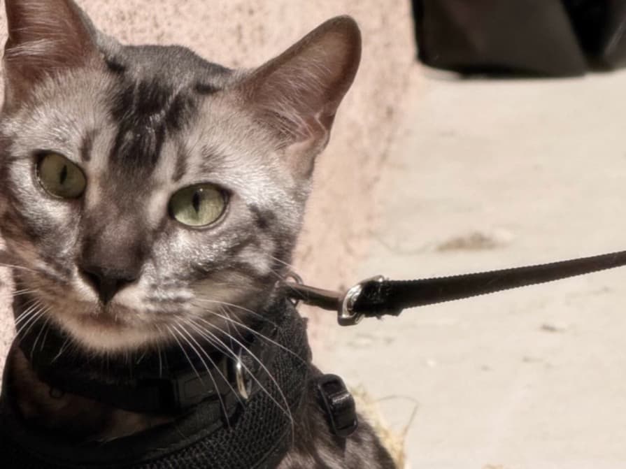 Bengal 1 year old female named Mila for breeding in Banning, California | Petmeetly