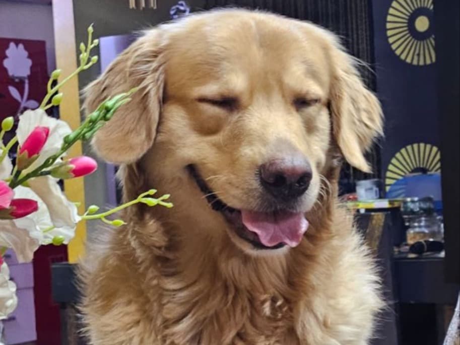 Golden Retriever 5 years old male large named drake for breeding in Chennai, Tamil Nadu | Petmeetly