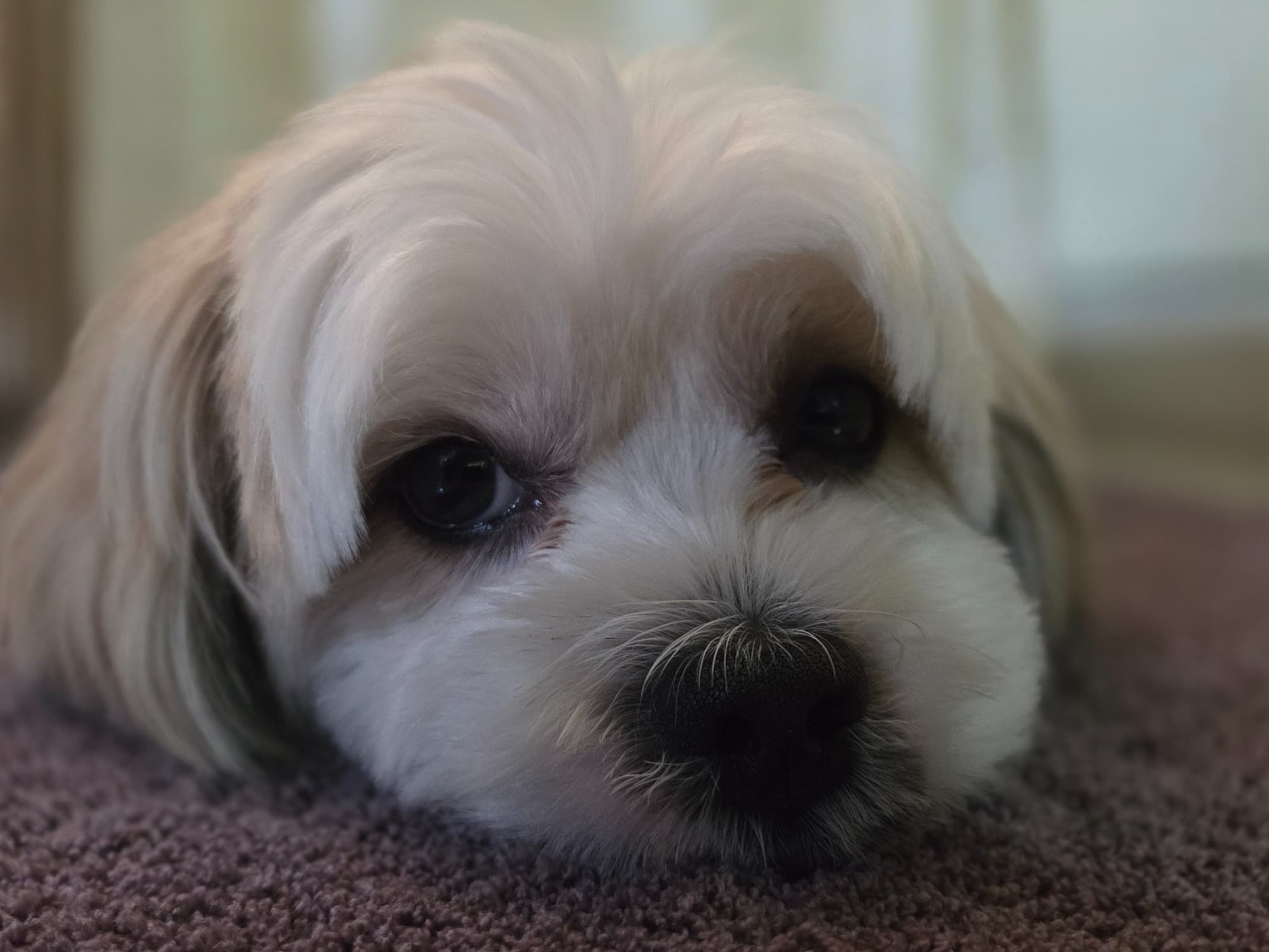 Shih Tzu 2 years 2 months old male small named whisky for breeding in Bengaluru, Karnataka | Petmeetly