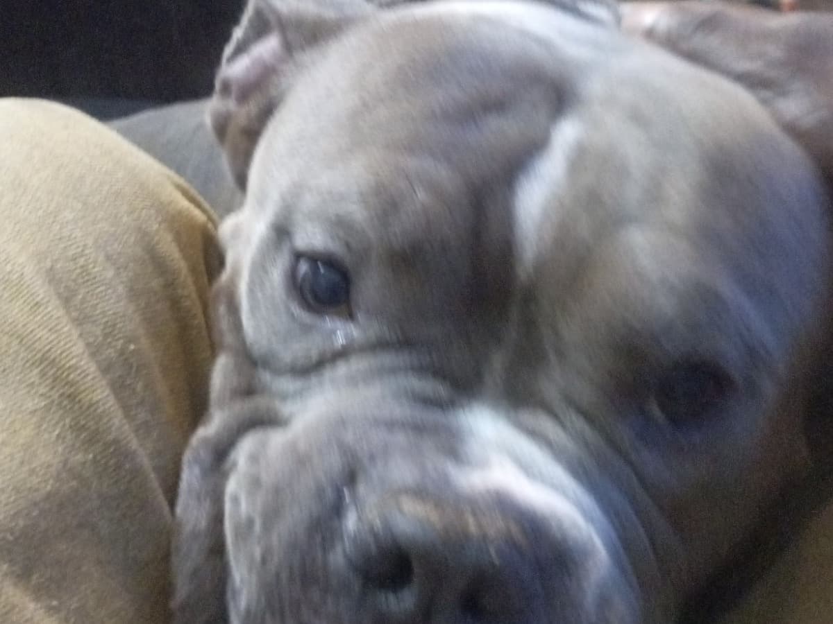 American Bully 3 years old male large named Bentley for breeding in Fort Worth, Texas | Petmeetly