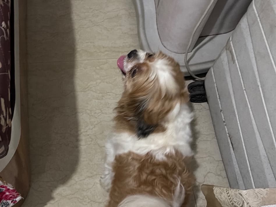 Shih Tzu 4 years old male medium named Shimbha for breeding in Badlapur, Maharashtra | Petmeetly