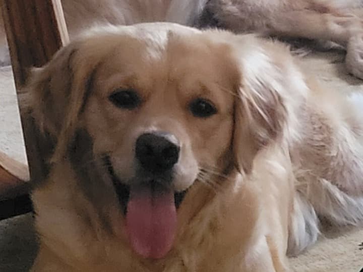 Golden Retriever 3 years old female large named Lexy for breeding in Springfield, Oregon | Petmeetly