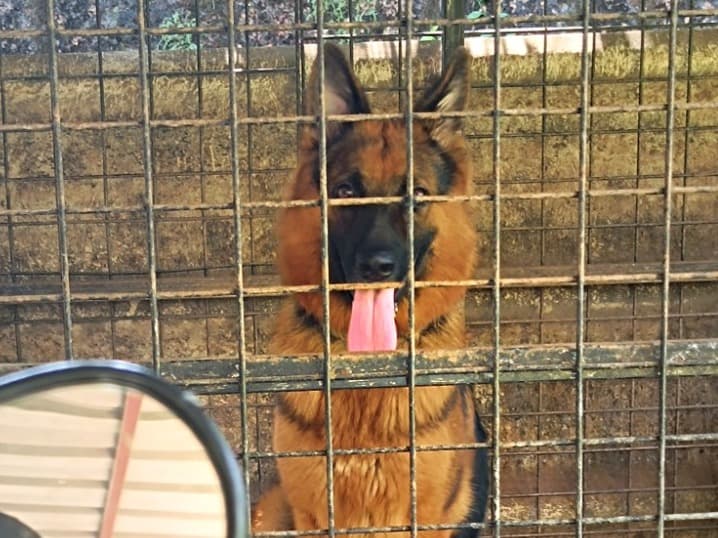 German Shepherd 3 years old female medium named scooby for breeding in Kannur, Kerala | Petmeetly