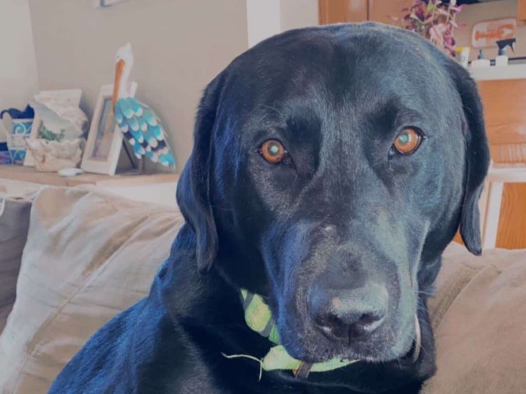 English Labrador Retriever 10 years old male large named Diesel for breeding in Murfreesboro, Tennessee | Petmeetly