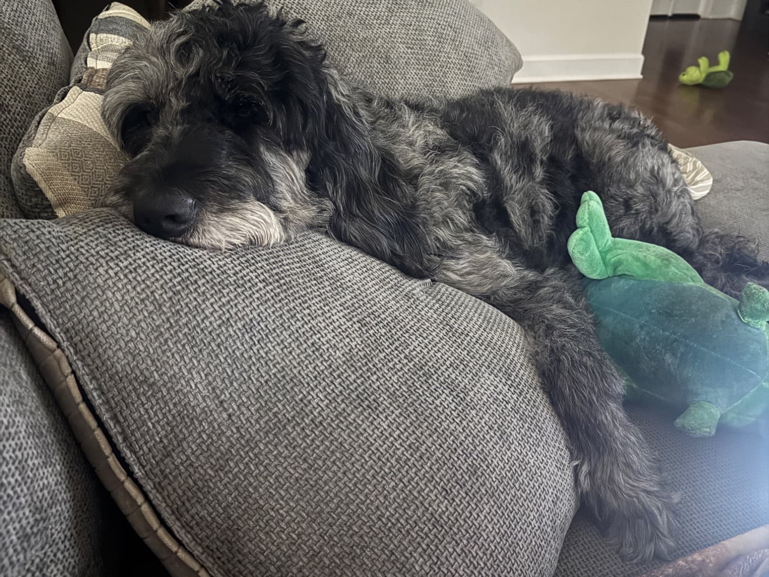 Poodle 3 years 7 months old male large named Benji for breeding in Tuscaloosa, Alabama | Petmeetly