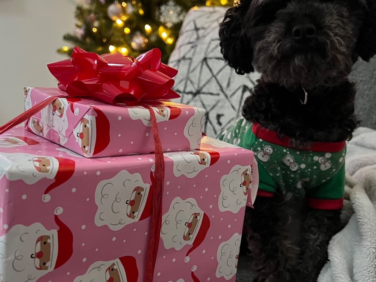Toy Poodle 2 years old female small named Sky for breeding in Tallahassee, Florida | Petmeetly