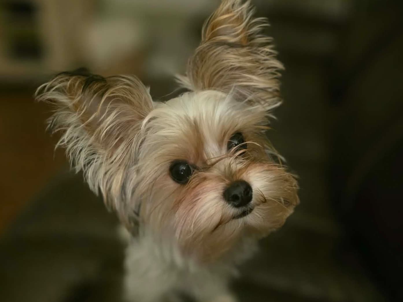 Yorkshire Terrier 1 year old male small named Pip for breeding in Chunchula, Alabama | Petmeetly