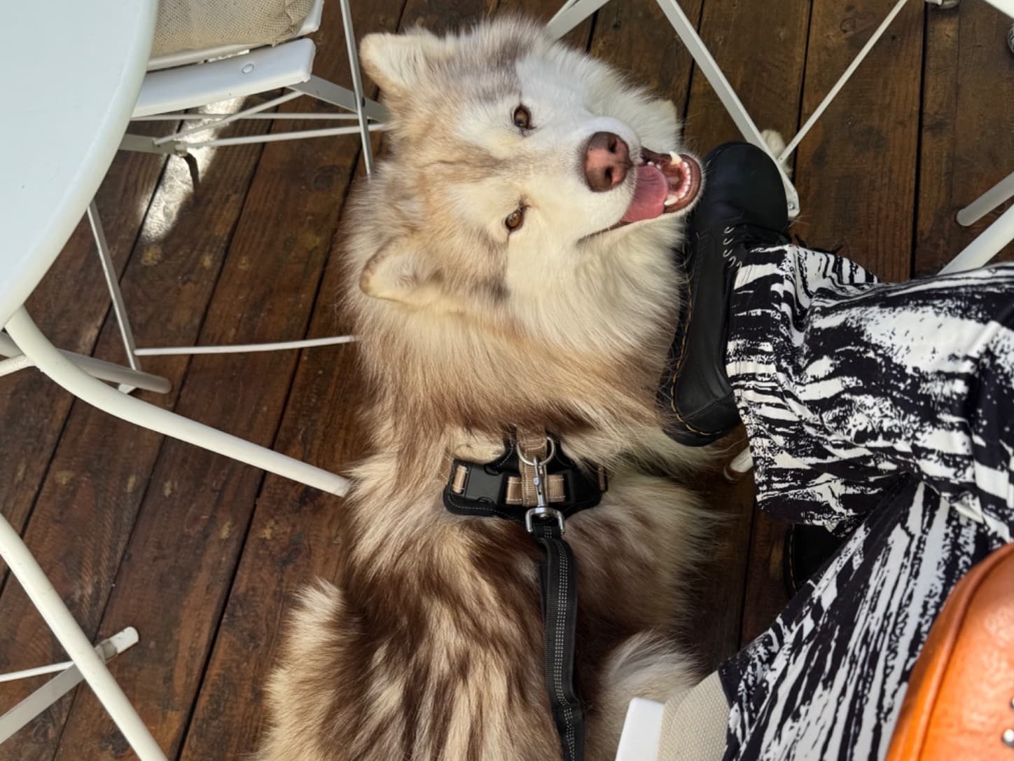 Siberian Husky 2 years old male large named Kai for breeding in Los Angeles, California | Petmeetly