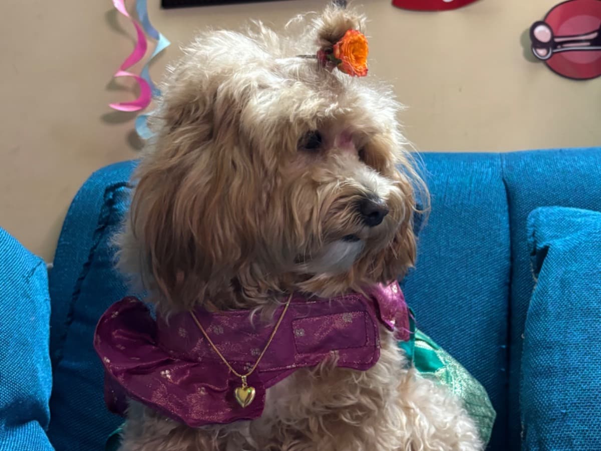 Miniature Poodle 1 year 7 months old female medium named aira for breeding in Hyderabad, Telangana | Petmeetly