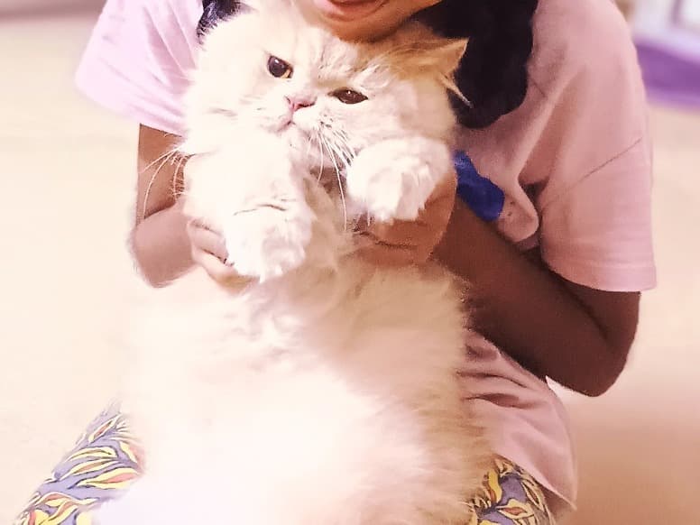Persian 1 year 3 months old female named Zoya for breeding in Chennai, Tamil Nadu | Petmeetly