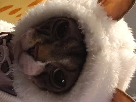 Sphynx 3 years old female named nala for breeding in El Paso, Texas | Petmeetly