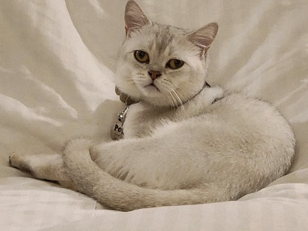 British Shorthair 2 years old male named Polo for breeding in Thiruvananthapuram, Kerala | Petmeetly