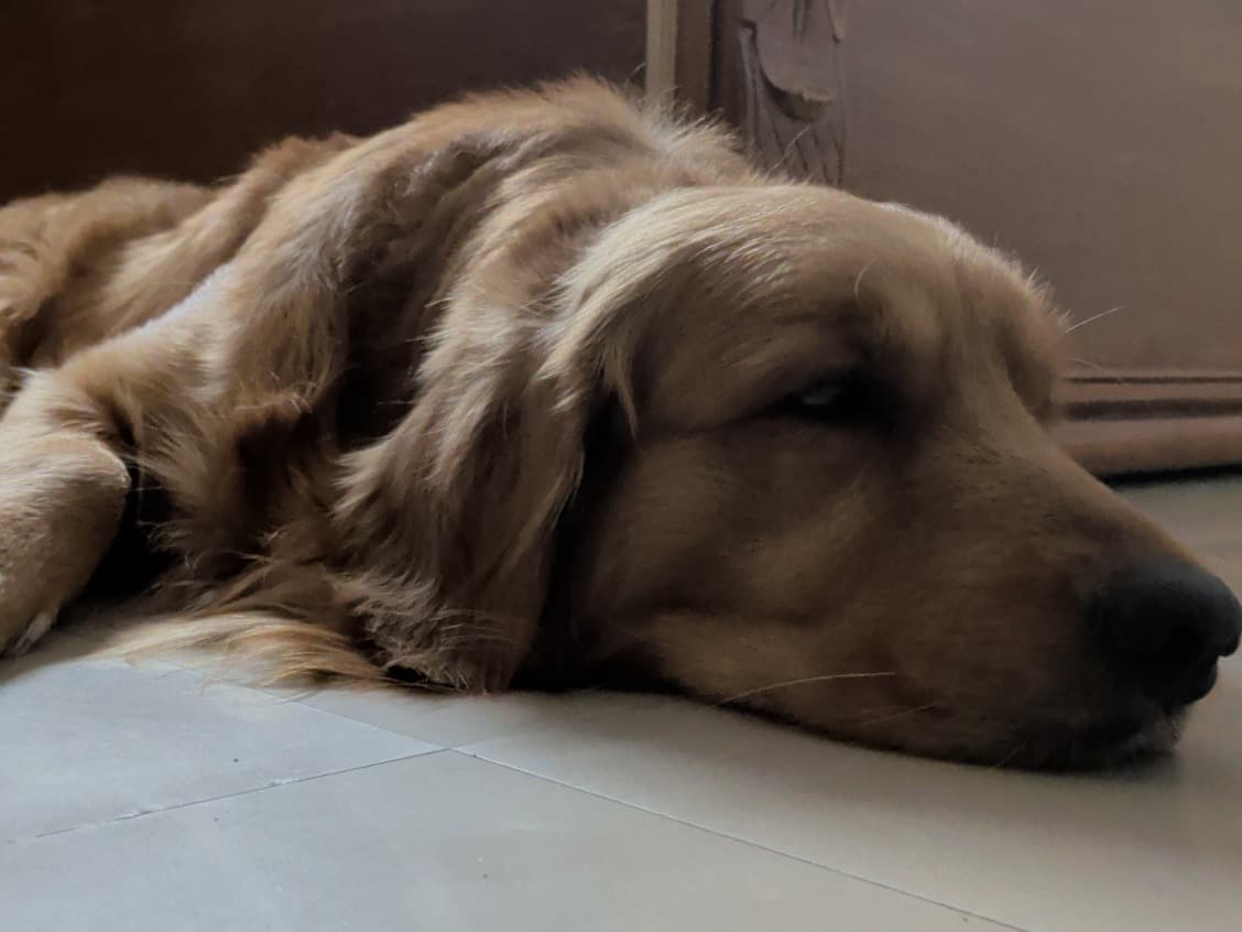 Golden Retriever 3 years old male medium named Coco for breeding in Ghaziabad, Uttar Pradesh | Petmeetly