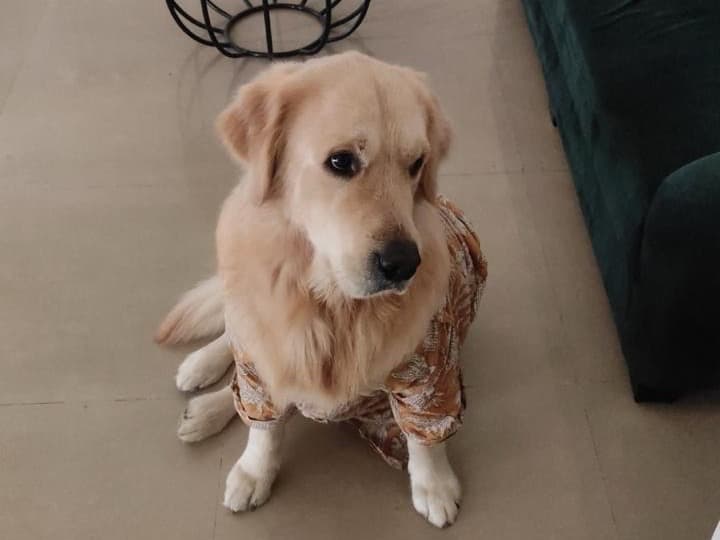 Golden Retriever 4 years old male large named coco for breeding in Karnal, Haryana | Petmeetly