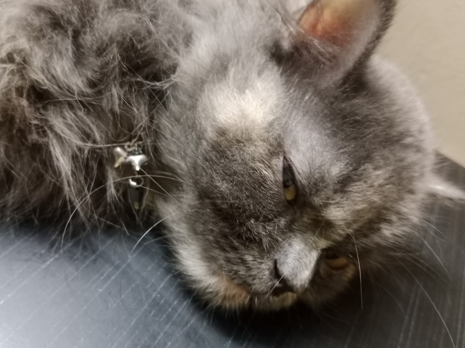 Persian 2 years 3 months old female named boxxy for breeding in Mumbai, Maharashtra | Petmeetly