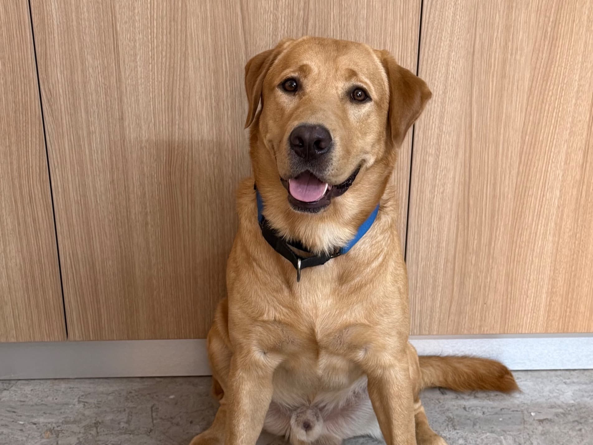 English Labrador Retriever 1 year 11 months old male large named Teddy for breeding in Chennai, Tamil Nadu | Petmeetly
