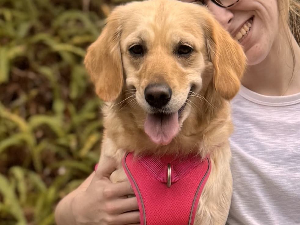 Golden Retriever 3 years 4 months old female medium named Miss Dixie for breeding in Tampa, Florida | Petmeetly