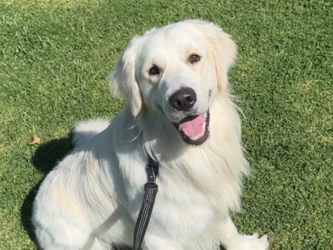 Golden Retriever 2 years old male large named jet for breeding in Castaic, California | Petmeetly