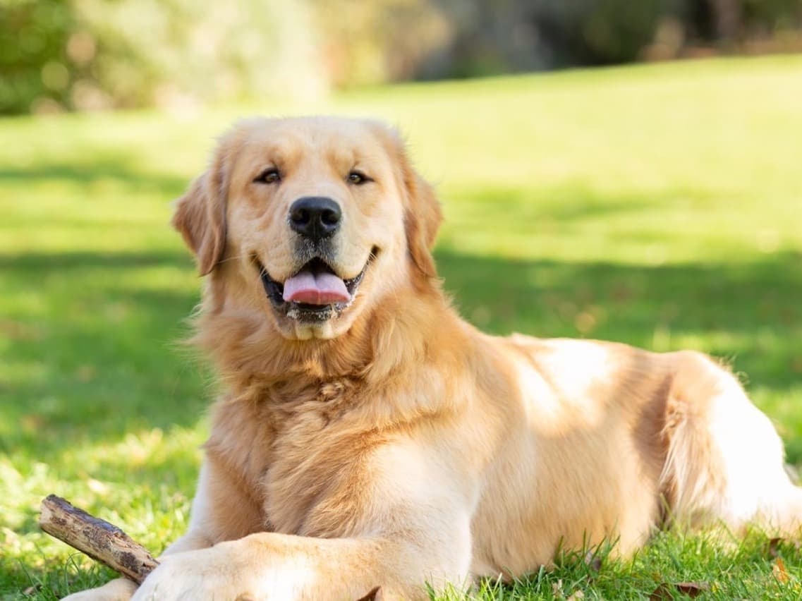 Golden Retriever 4 years old male large named boomer for breeding in Boston, Massachusetts | Petmeetly