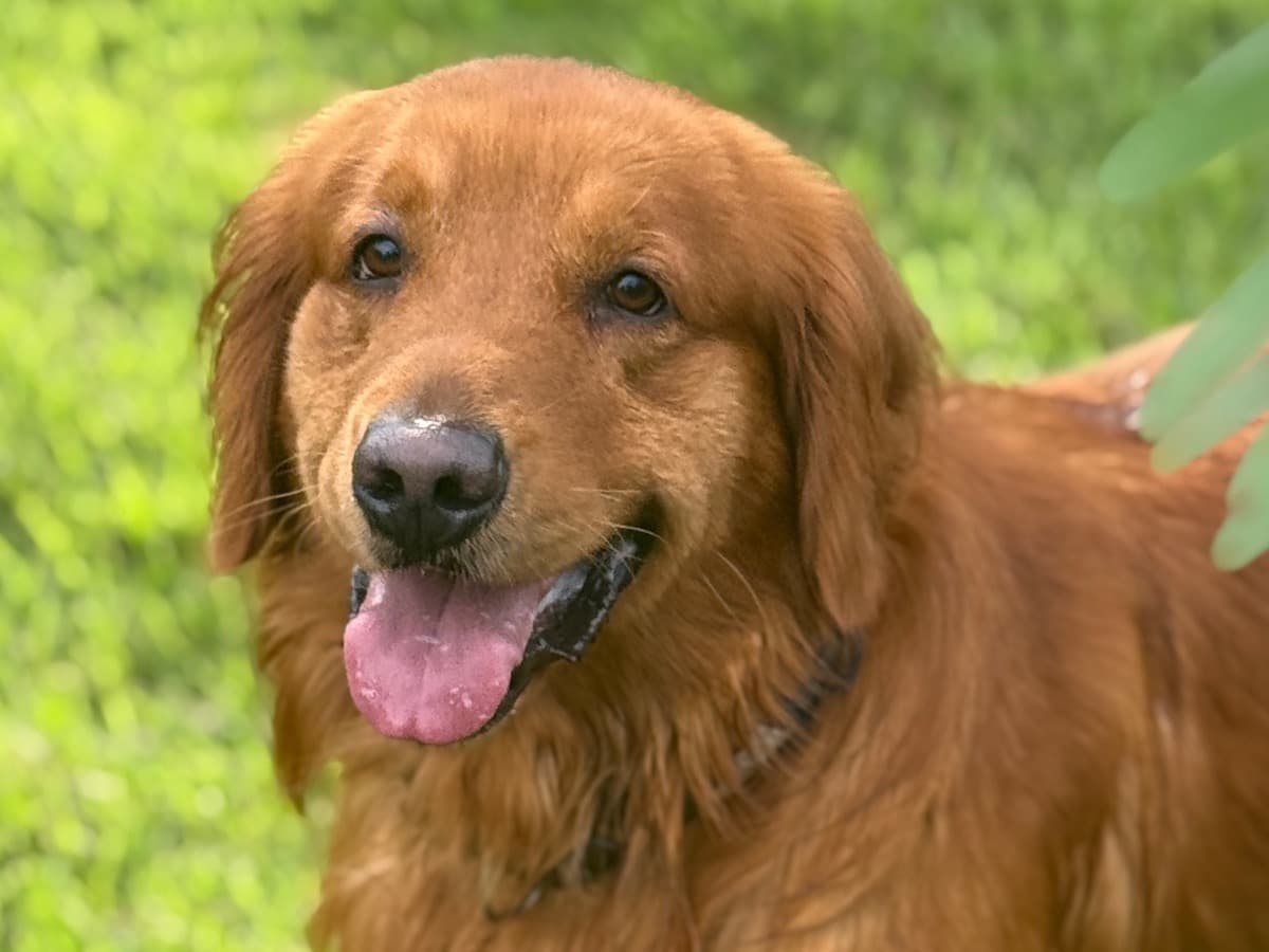 Golden Retriever 3 years old male large named ozzie for breeding in Santa Rosa Beach, Florida | Petmeetly