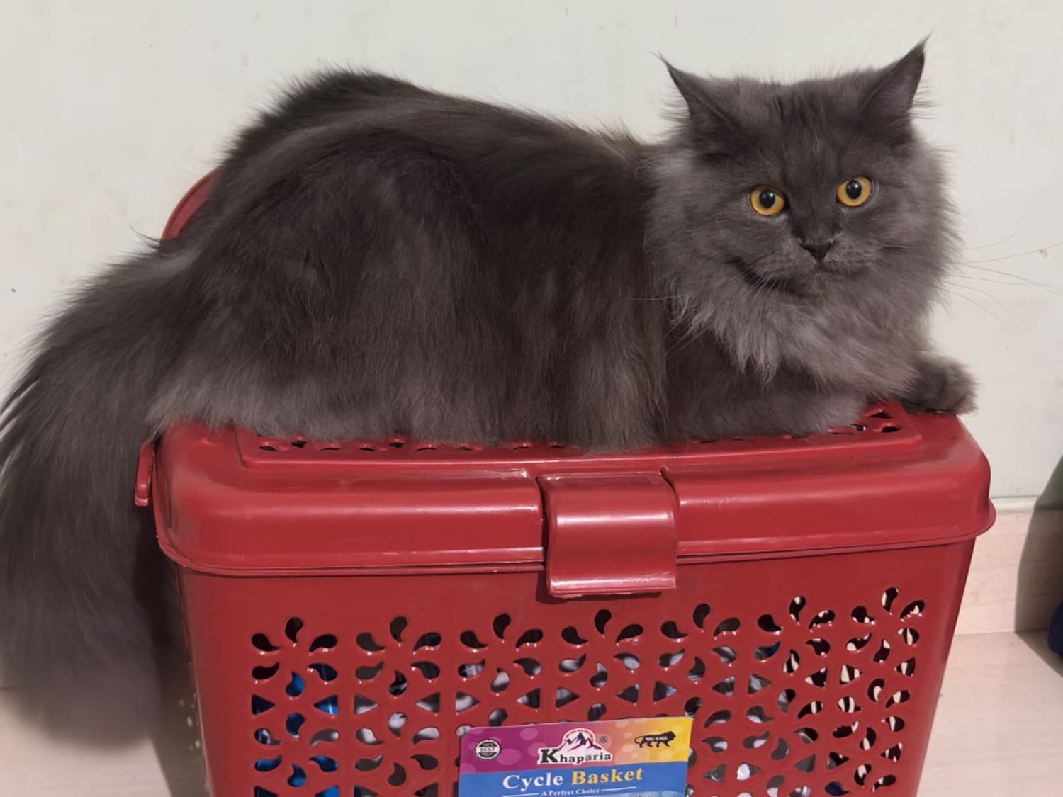 Persian 1 year old female named kiki for breeding in Pune, Maharashtra | Petmeetly