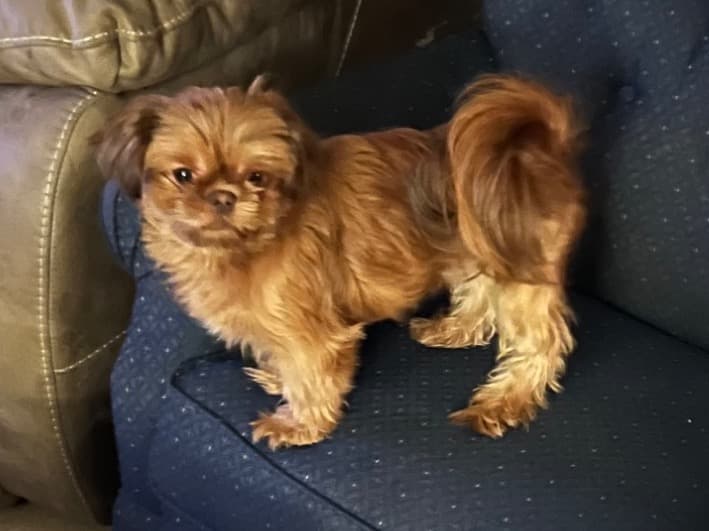 Shih Tzu 2 years 10 months old female small named sisu for breeding in Lebanon, Tennessee | Petmeetly