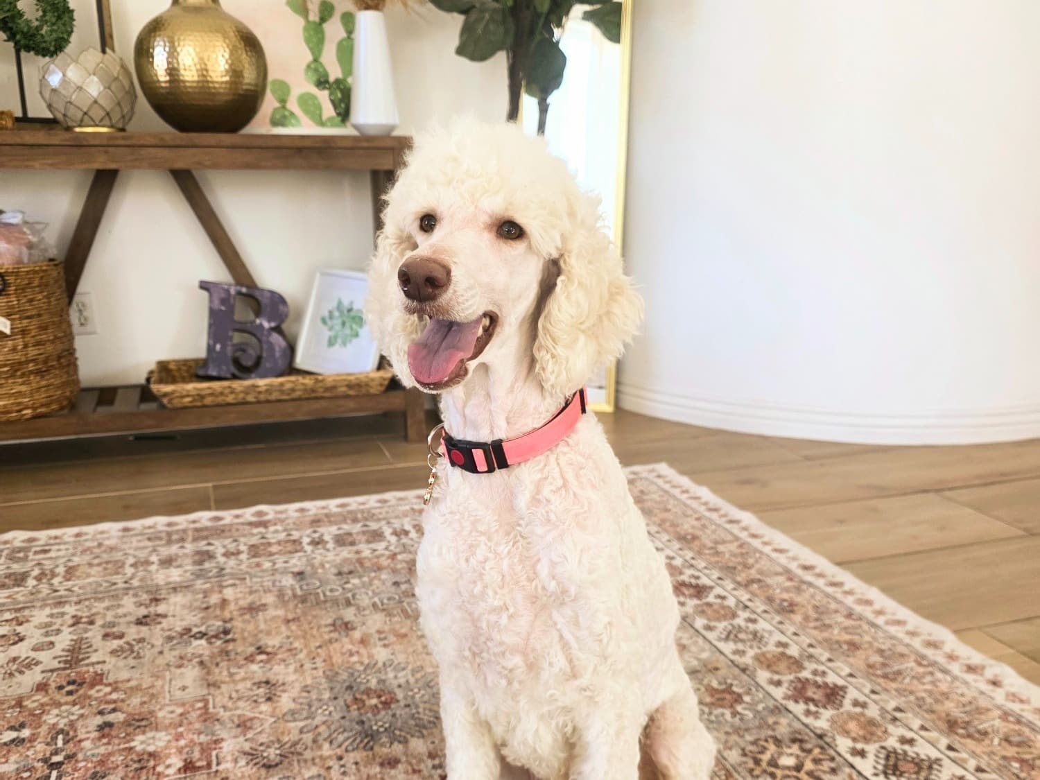 Goldendoodle 2 years old female large named Ella for breeding in Mesa, Arizona | Petmeetly