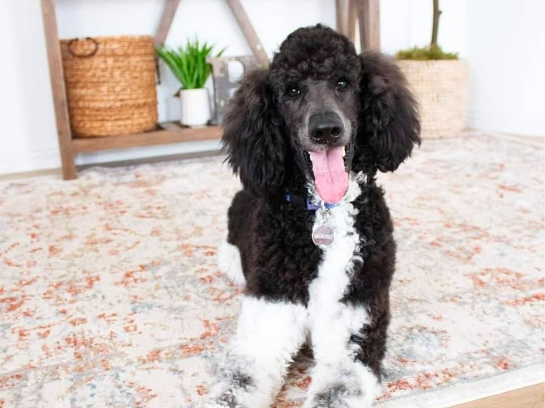 Standard Poodle 6 years old male large named Murphy for breeding in Mesa, Arizona | Petmeetly