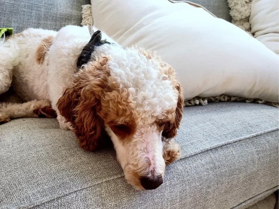 Miniature Poodle 5 years old male small named Zero for breeding in Mesa, Arizona | Petmeetly