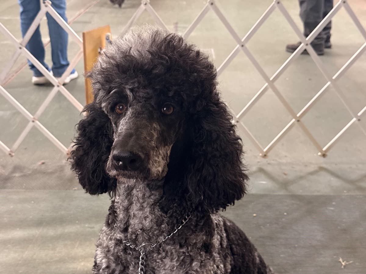 Standard Poodle 3 years old female medium named Mable Black Label for breeding in Merkel, Texas | Petmeetly