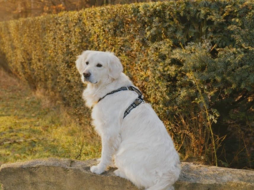 Golden Retriever 2 years 4 months old female large named Delilah for breeding in Frome, England | Petmeetly