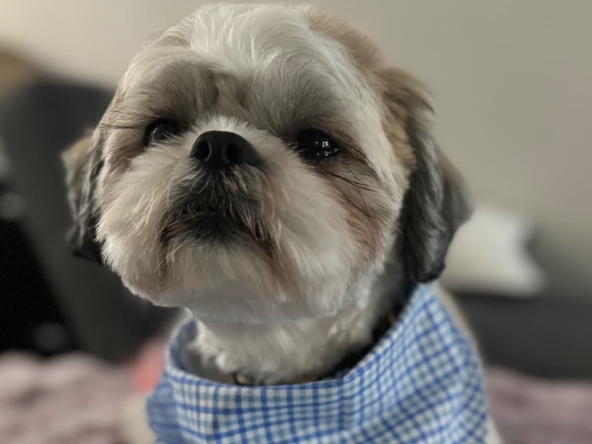 Shih Tzu 3 years old male small named Baby for breeding in San Antonio, Texas | Petmeetly