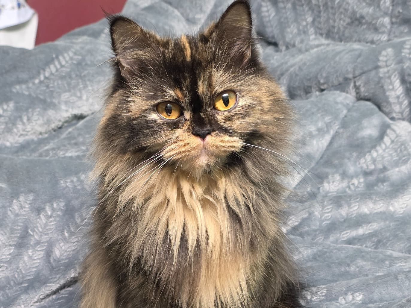 Persian 3 years old female named LUCY for breeding in Dehradun, Uttarakhand | Petmeetly