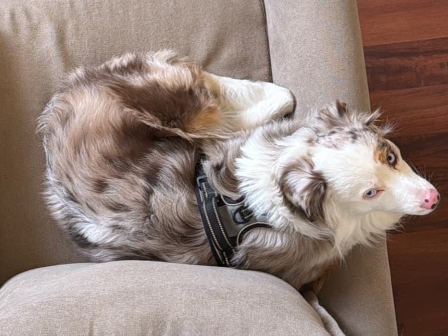 Miniature Australian Shepherd 1 year 10 months old male medium named Tucker for breeding in Aurora, Colorado | Petmeetly