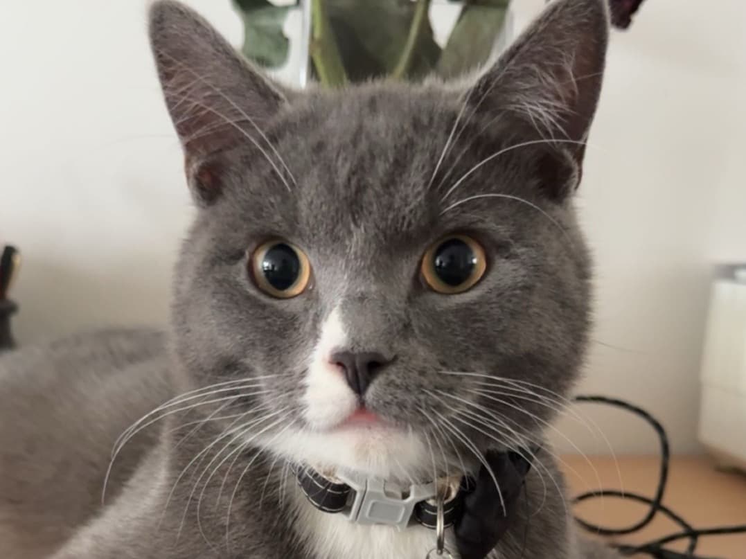 British Shorthair 1 year old male named simba for breeding in Leicester, England | Petmeetly