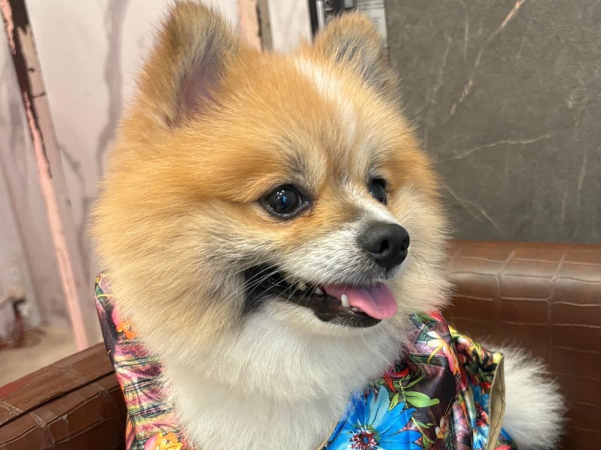 Pomeranian 2 years old male small named Bunny for breeding in Mumbai, Maharashtra | Petmeetly