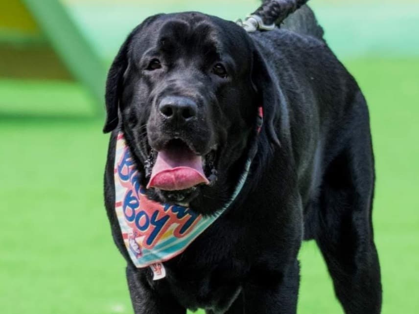 English Labrador Retriever 5 years old male medium named Rio for breeding in Hyderabad, Telangana | Petmeetly