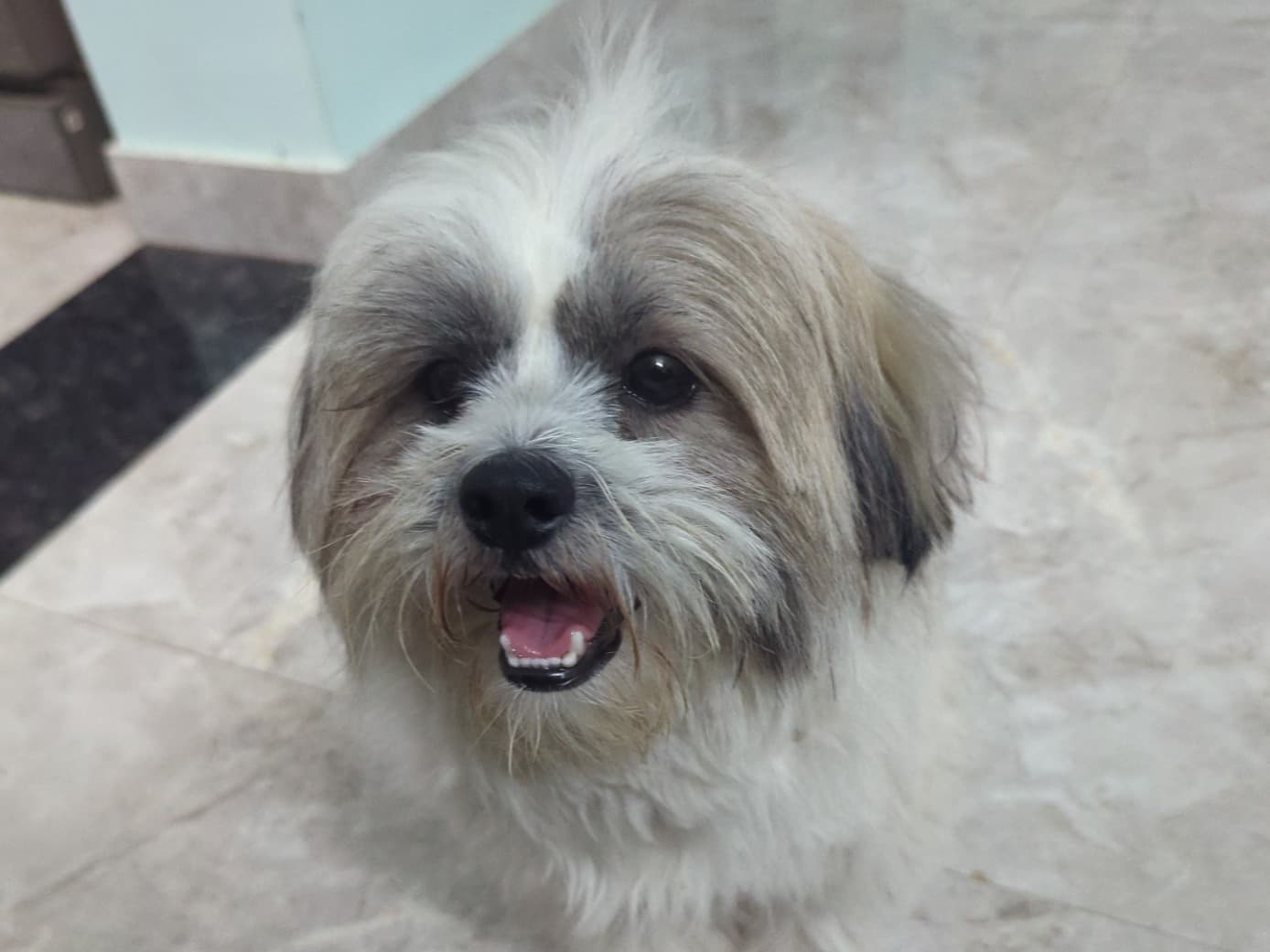 Shih Tzu 1 year 5 months old male medium named Simba for breeding in Madukkarai, Tamil Nadu | Petmeetly