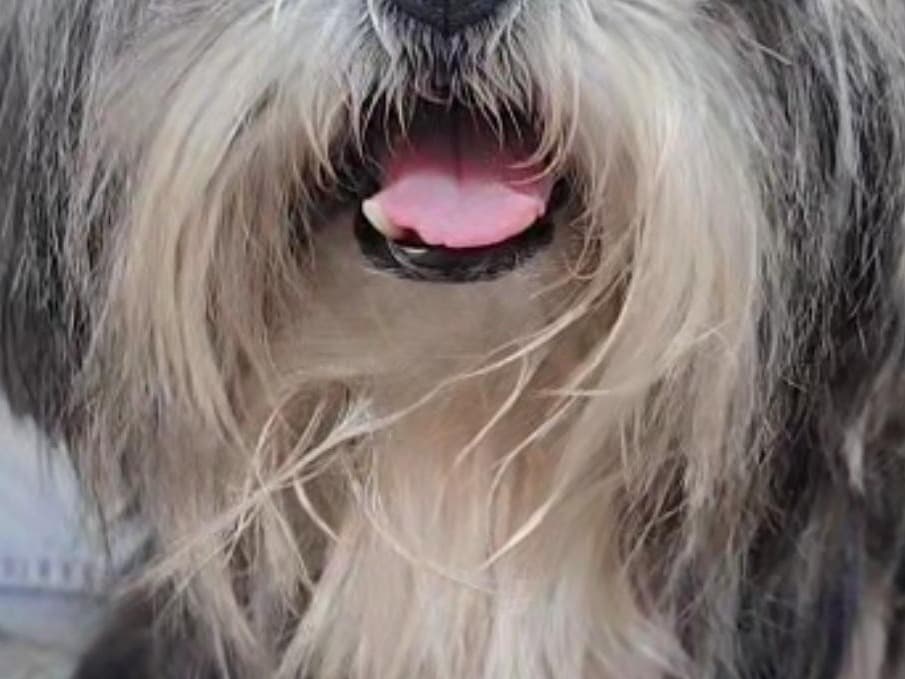 Shih Tzu 4 years old female small named Pari for breeding in Agra, Uttar Pradesh | Petmeetly