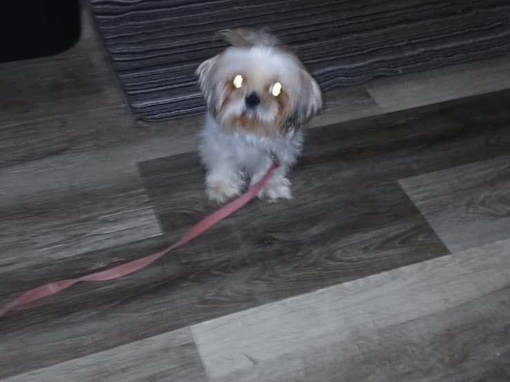 Shih Tzu 2 years old female small named bella for breeding in Louisville, Kentucky | Petmeetly