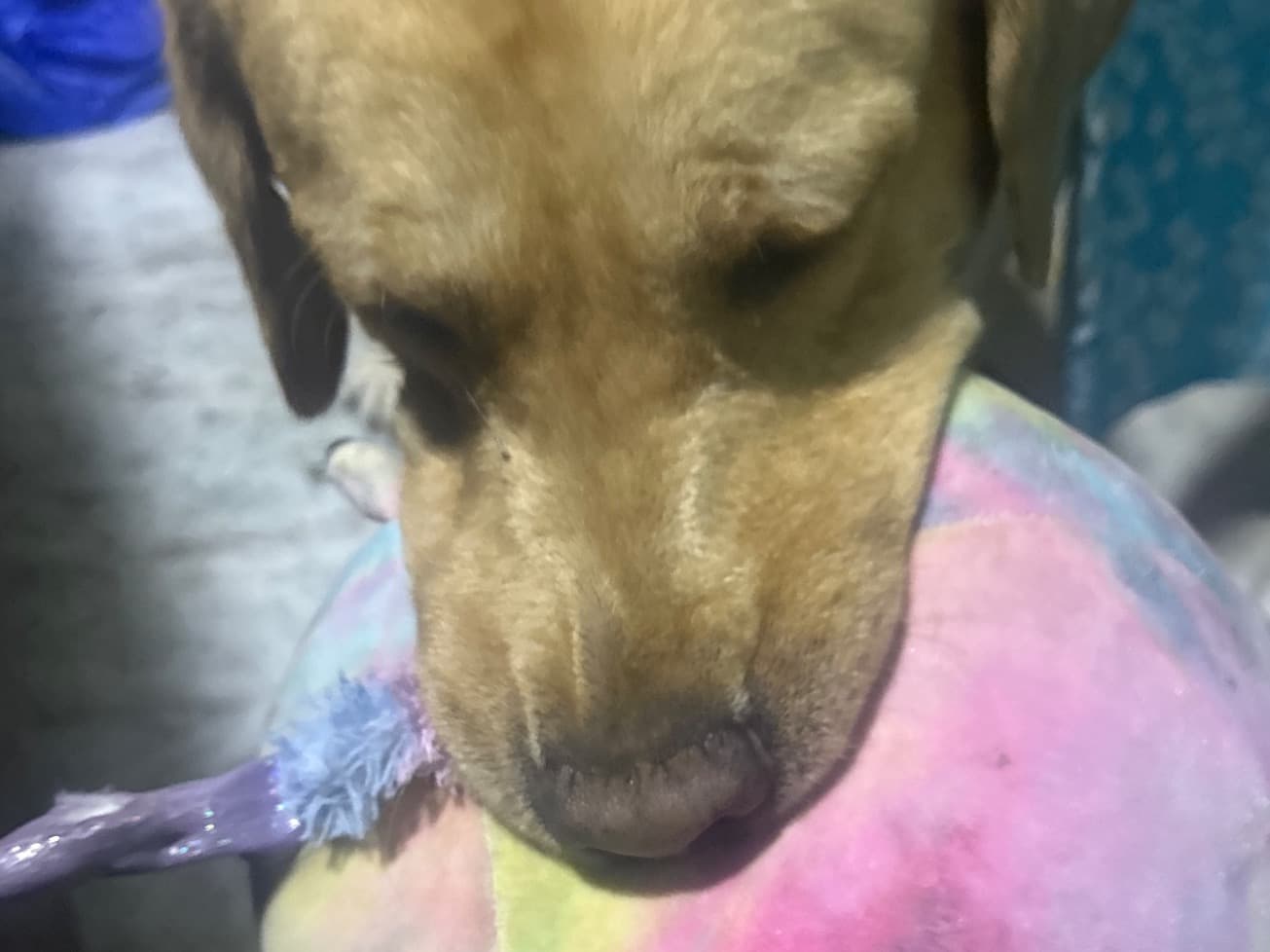 English Labrador Retriever 3 years old male large named Romeo for breeding in Hyderabad, Telangana | Petmeetly