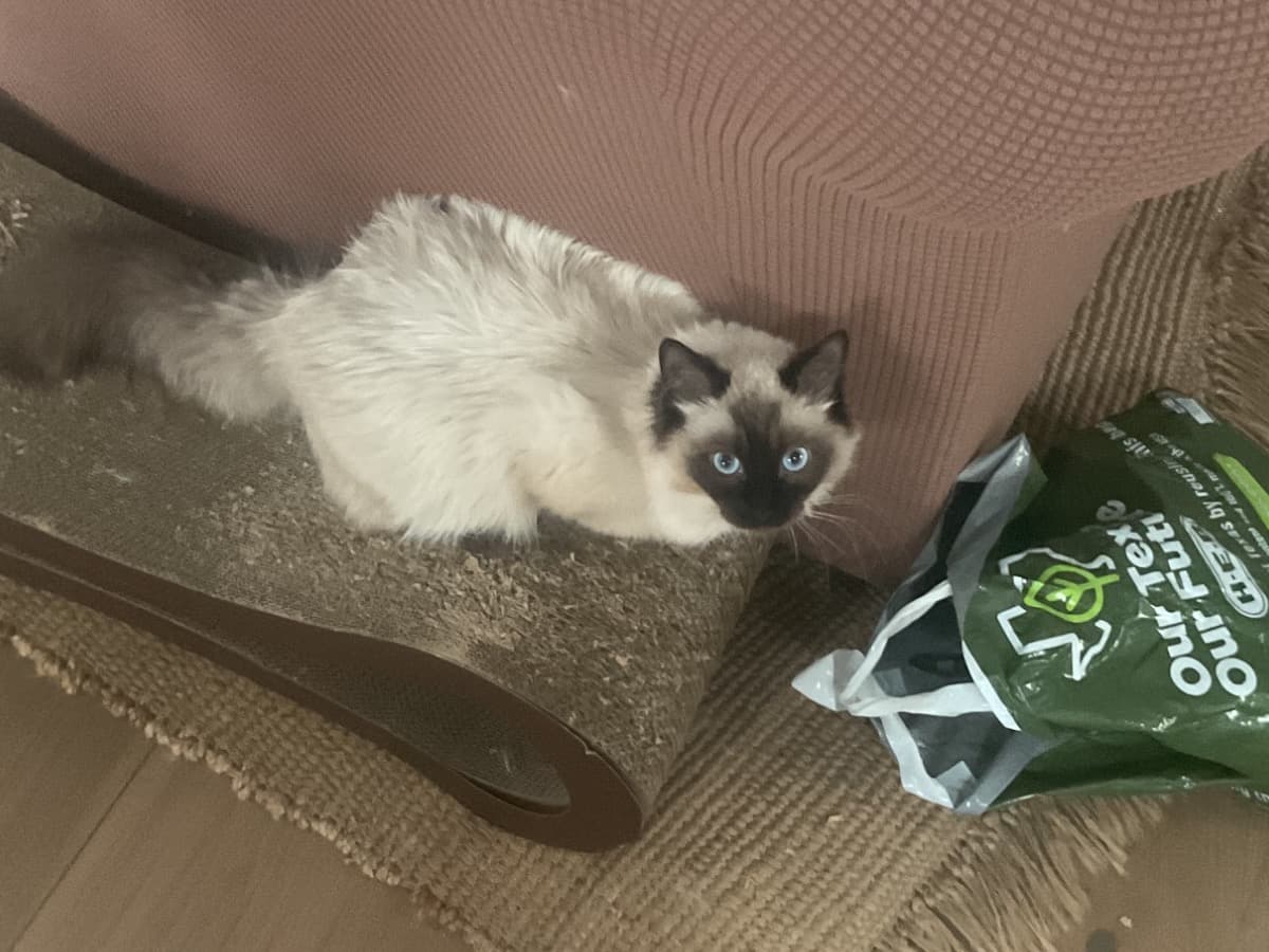 Ragdoll 1 year old female named coco for breeding in Washington, District of Columbia | Petmeetly